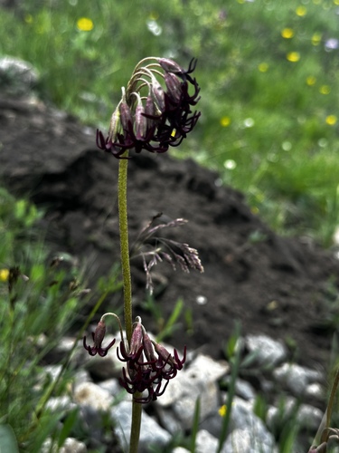 Primula tangutica, photograph 5