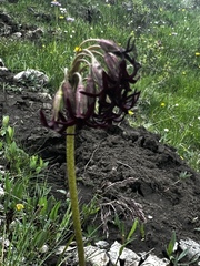 Primula tangutica, photograph Vladislav Isaev, CC BY, iNaturalist via GBIF