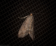 Calathusa hypotherma