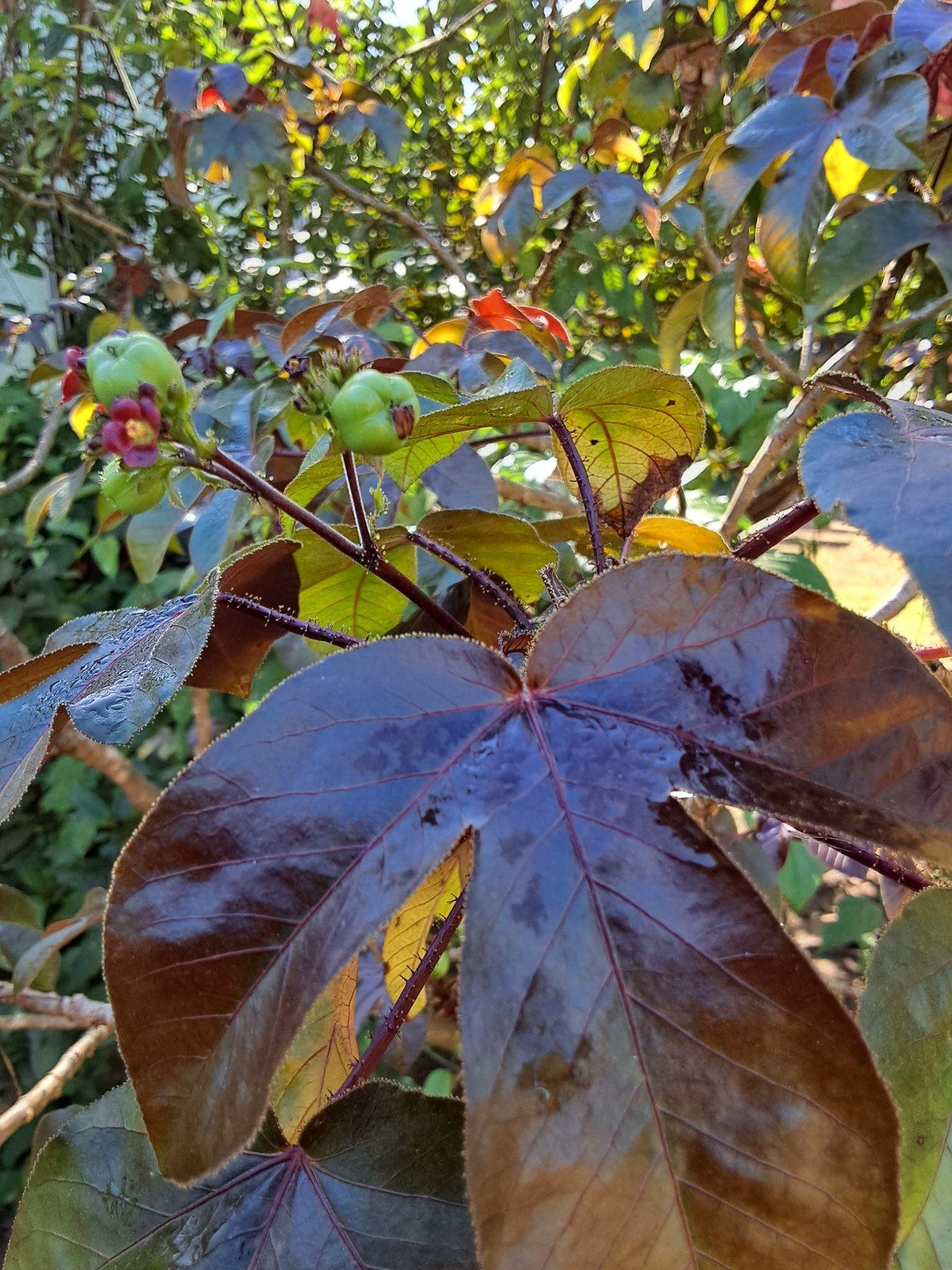 Jatropha gossypiifolia