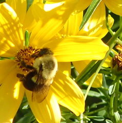 Bombus impatiens image
