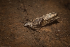 Lichenaula phloeochroa