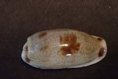 Erronea cylindrica