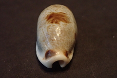 Erronea cylindrica