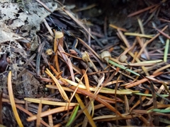 Mycena picta