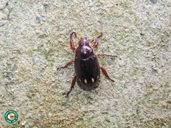 Pelidnota xanthospila