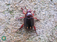 Pelidnota xanthospila