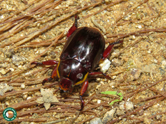 Pelidnota xanthospila
