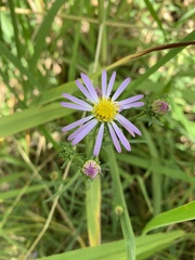 Symphyotrichum chilense