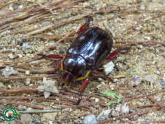 Pelidnota xanthospila