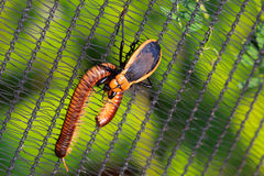 Ectrichodia crux