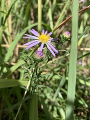 Symphyotrichum chilense