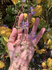 Symphyotrichum chilense