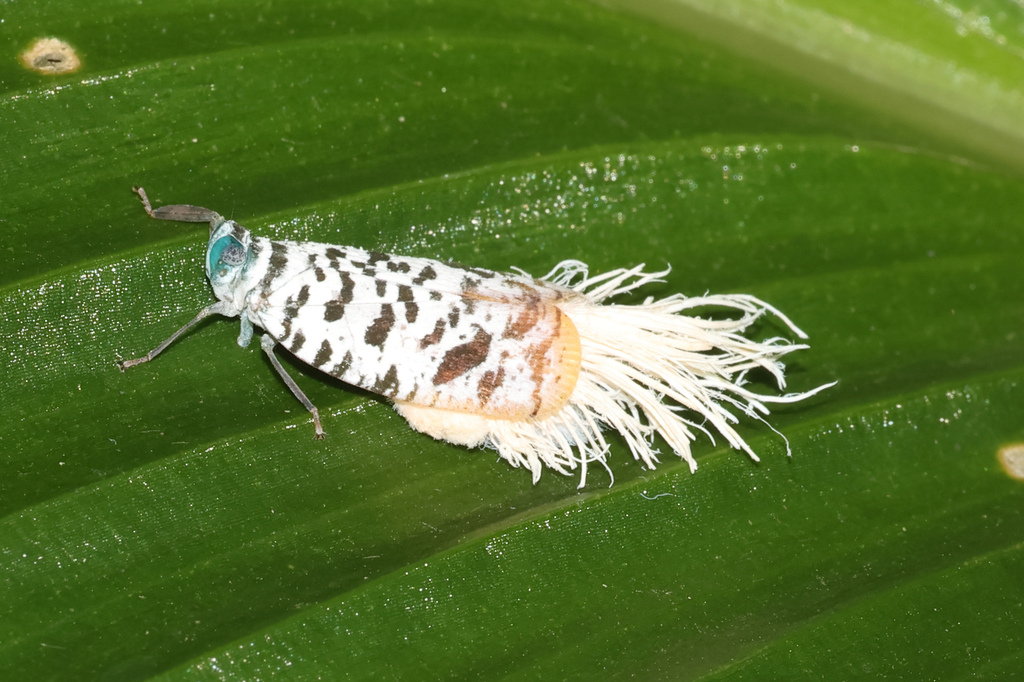 Corethrura