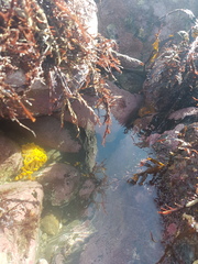 Ciocalypta polymastia