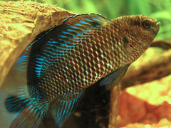 Blue Perch photo 2
