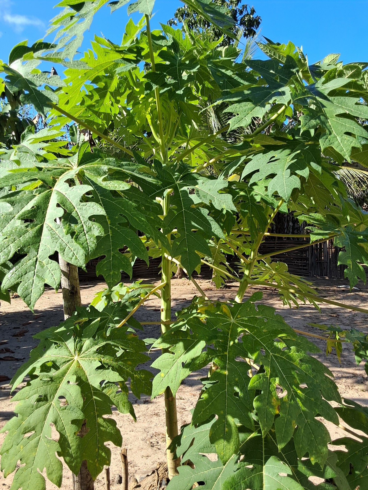 Carica papaya