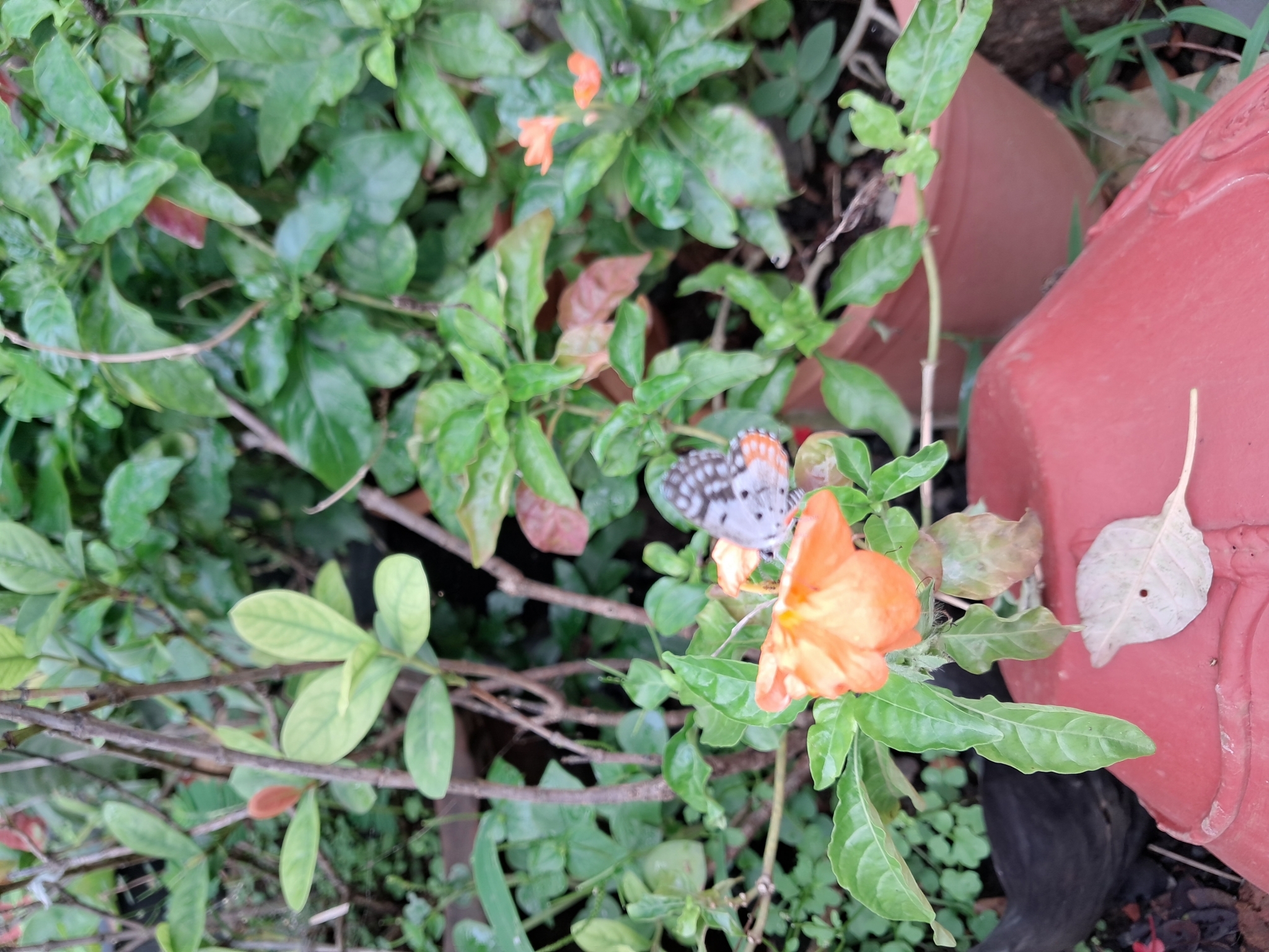 Red Pierrot