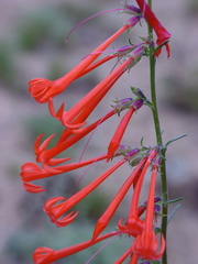 Ipomopsis aggregata collina