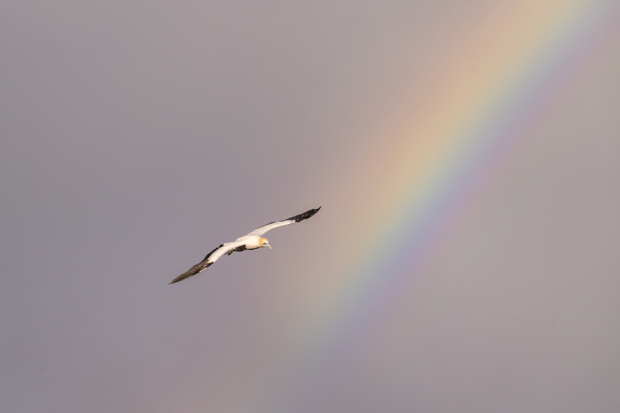 Australasian Gannet (Morus serrator)
