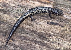 Plethodon welleri