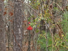 Pyracantha koidzumii
