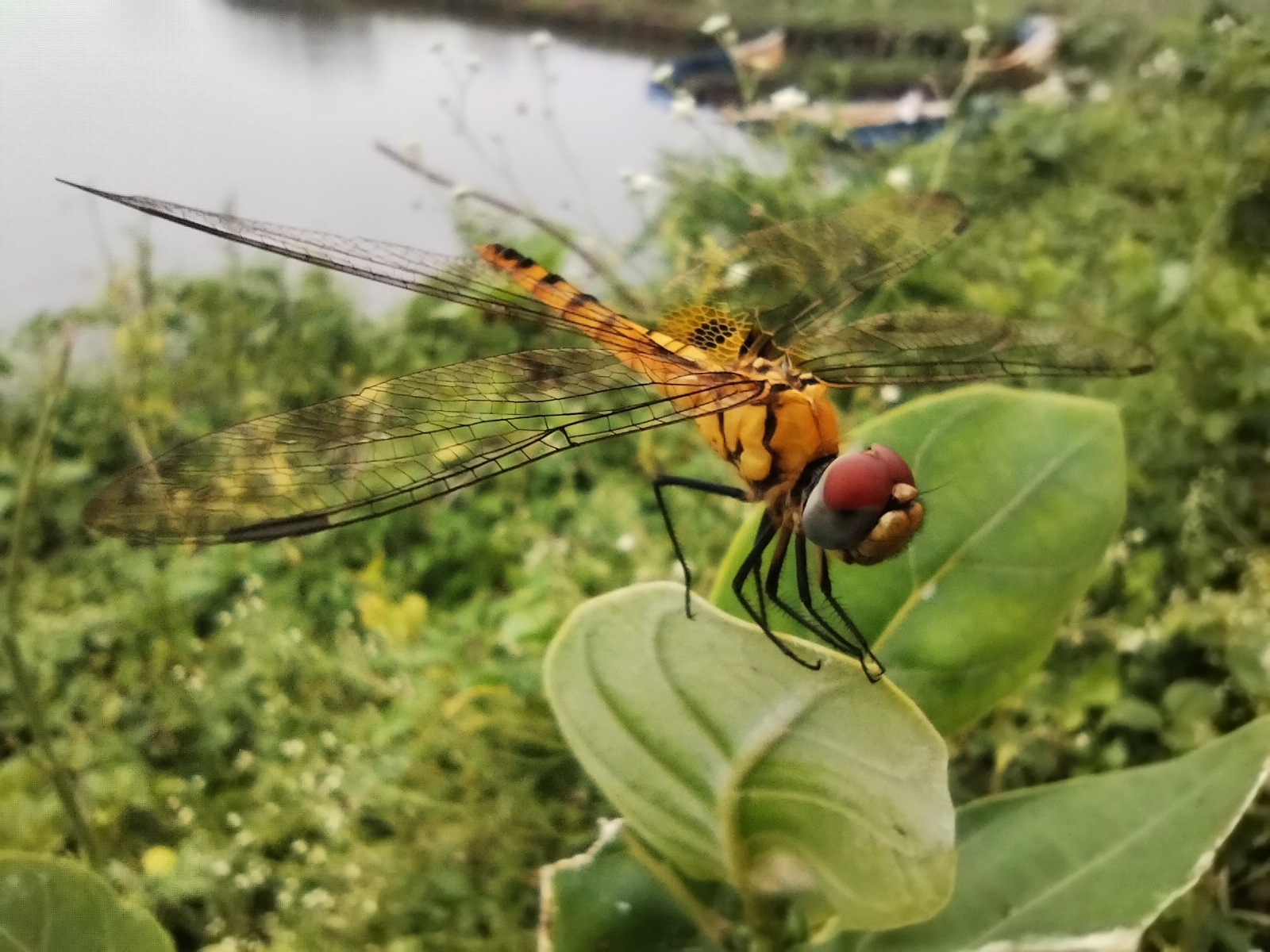 Greater Crimson Glider