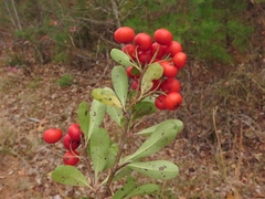 Pyracantha koidzumii