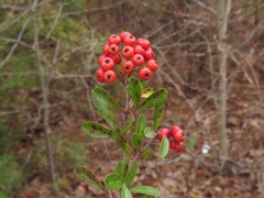 Pyracantha koidzumii