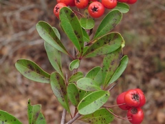 Pyracantha koidzumii