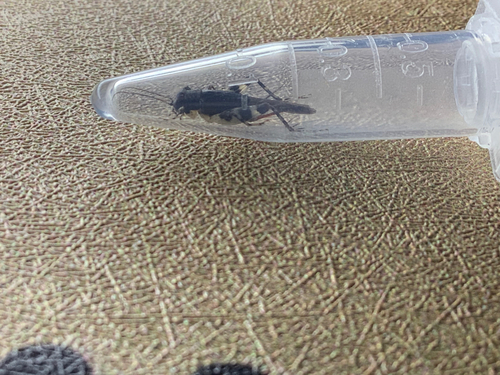 Dianemobius fascipes