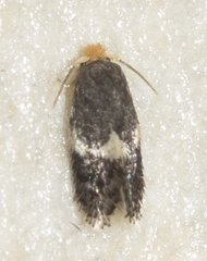 Ectoedemia similella
