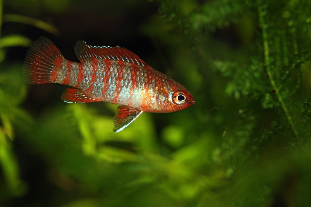 Badis scarlet (Dario dario (Hamilton, 1822))