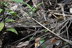 Basiliscus galeritus