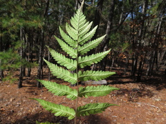 Dryopteris celsa