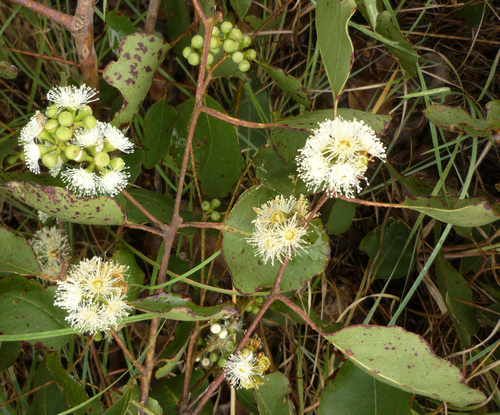 White Gum (Eucalyptus alba)