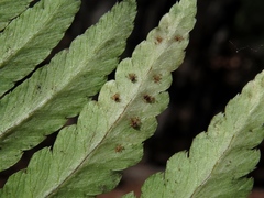 Dryopteris celsa