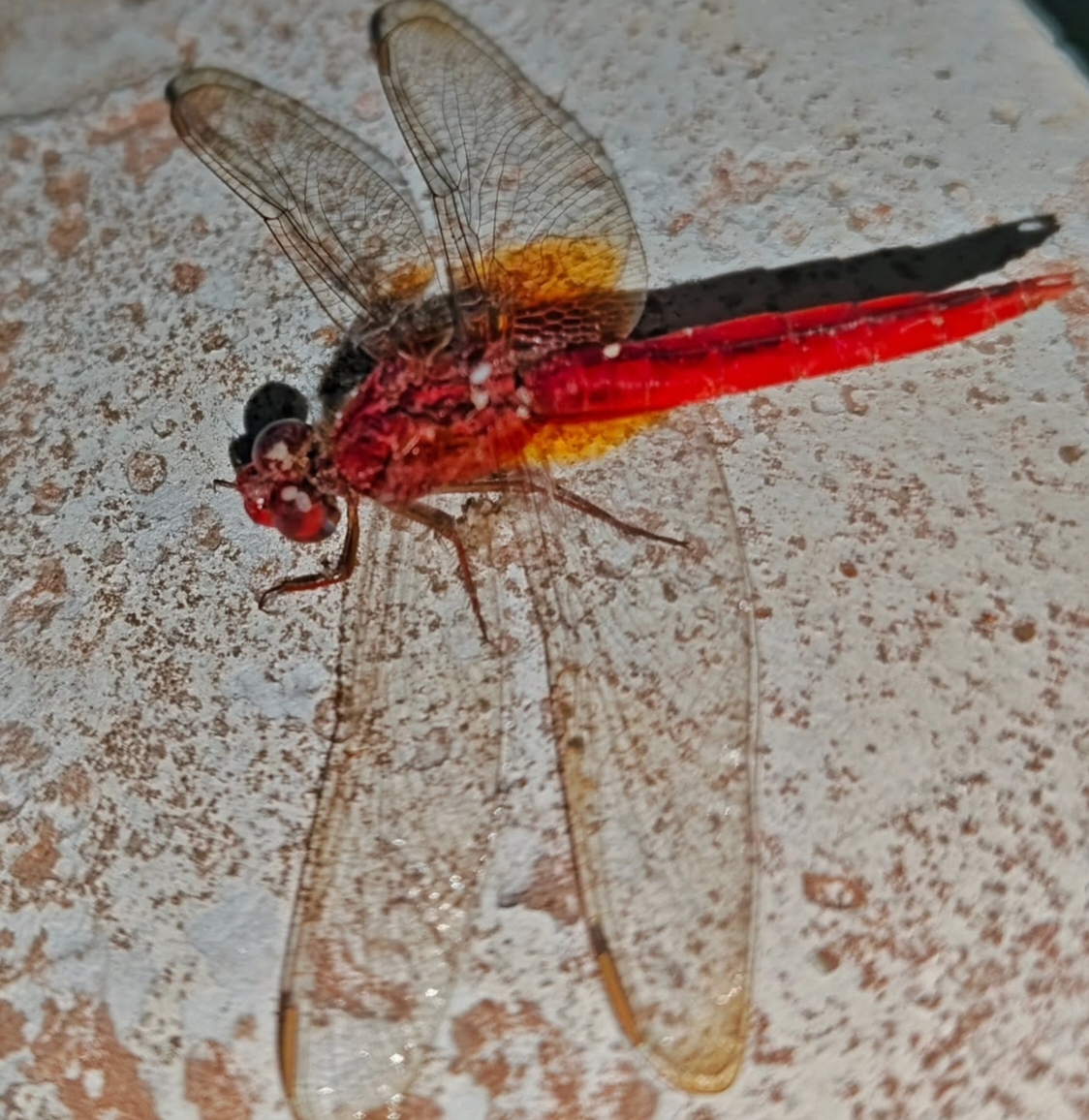 Scarlet Skimmer