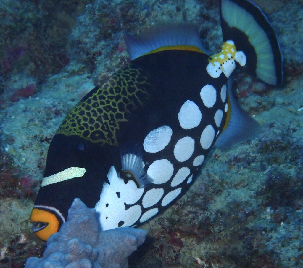 Clown triggerfish with big white spots over reef in the Coral Sea