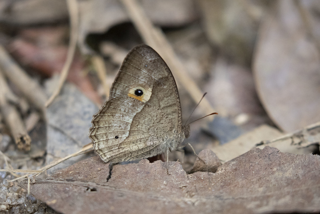 Heteropsis iboina