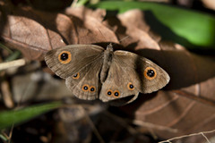 Strabena triophthalma