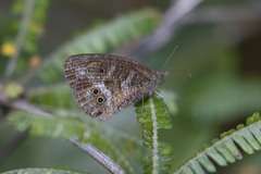 Strabena triophthalma