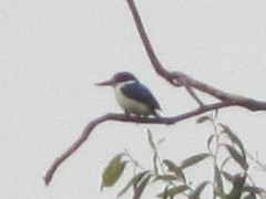 Todiramphus macleayii incinctus