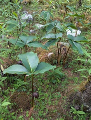 Arisaema costatum, photograph Sagnik Dutta Roy, CC BY, iNaturalist via GBIF