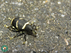 Eurylobus cingulatus