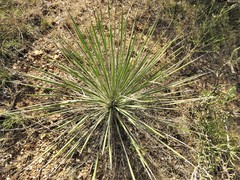 Yucca constricta