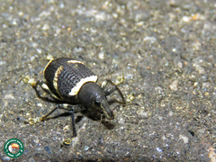Eurylobus cingulatus