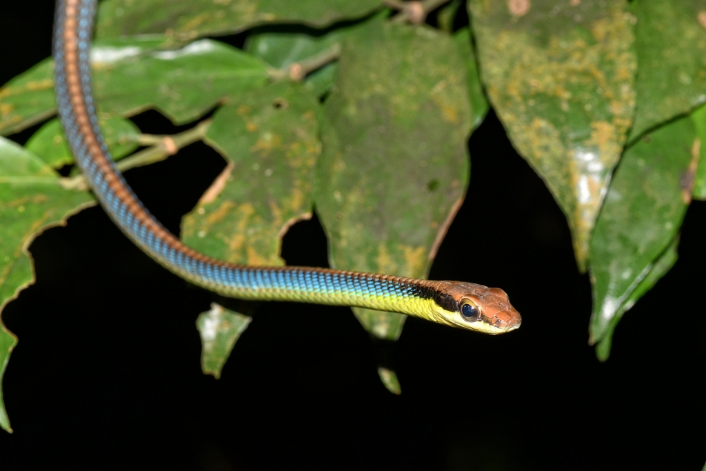 Blue Bronzeback