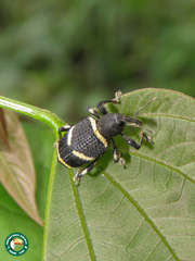 Eurylobus cingulatus