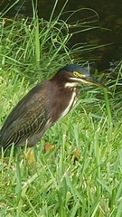 Butorides virescens image